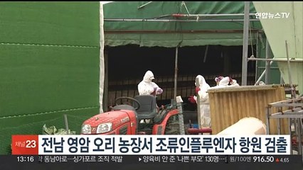 전남 영암 오리 농장서 조류인플루엔자 항원 검출