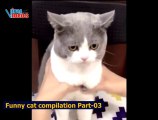 Funny cats & dogs compilation Part-03 | Funny and cute cats | Best cat videos