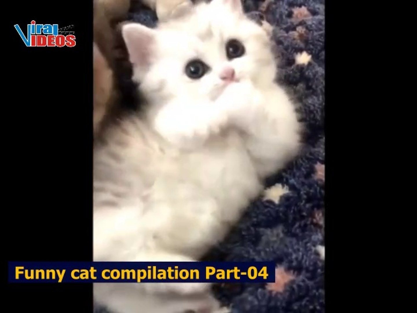 Funny best sale cat compilations