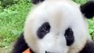 Panda Eating Carrot | Panda Funny Reactions | Panda Hungary Moments | Panda Funny Moments #animals #pets #fun #love #cute #beautiful #funny #Panda