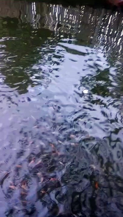 Dikolam tandon bisa ditebar ikan nila agar air cepat netral