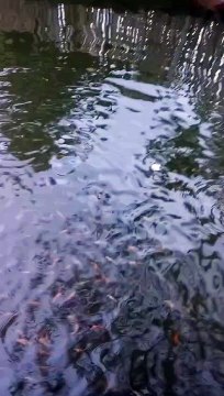 Dikolam tandon bisa ditebar ikan nila agar air cepat netral