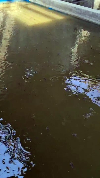 Sukses pendederan ikan lele dikolam TERTUTUP dengan Nitrobacter