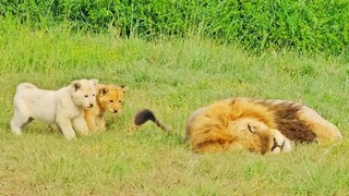 3 Naughty Lion Cubs get in Trouble