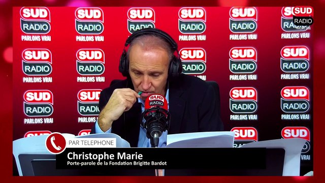 C’est une provocation ! Le chat, menace pour la biodiversité ? La Fondation Brigitte Bardot réagit