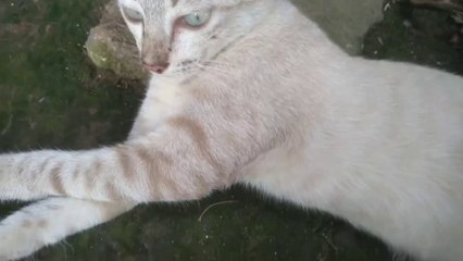 meow meow  cute  ~ so cute
