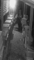 Bozayılar Arı Kovanlarını Parçaladı