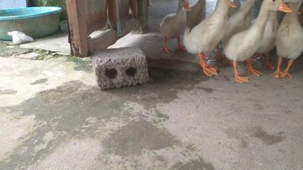 meow meow  cute ~  cat meow