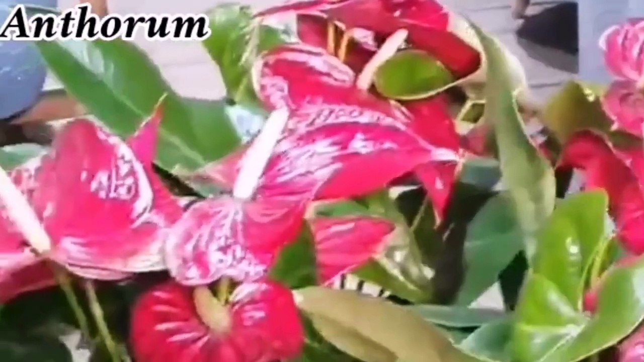 Anthorum plant __نبات الأنتوريوم