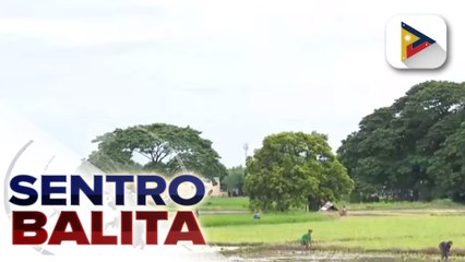 Revolutionary Rice Subsidy Program, planong ilunsad ng pamahalaan sa 2024 ayon kay House Speaker Romualdez ;