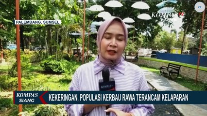 Kekeringan, Populasi Kerbau Rawa di Desa Bangsal Sumsel Terancam