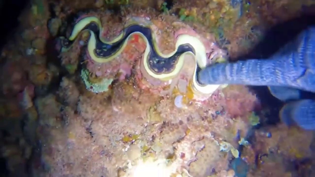 Sea Cucumbers Silent Superheroes of the Seas video Dailymotion
