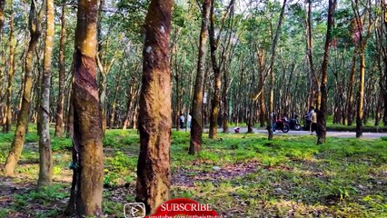 Selfie Road | Fatikchhari | সেলফি রোড। রাবার বাগান | হেয়াকো। ফটিকছড়ি।