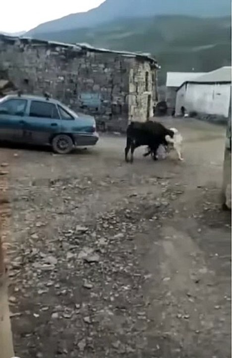 The cow doesn't want a fight,der kuh will kein streit