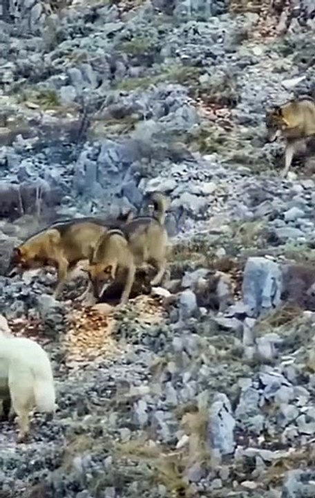 Hund gegen Wölfe