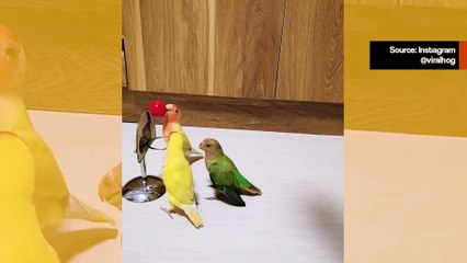 Uskomaton hetki: Linnut pelaavat jännittävän koripallo-ottelun 🏀