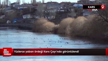 Yüzlerce yaban ördeği Kars Çayı’nda görüntülendi