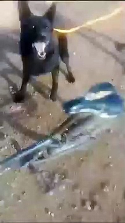 شهد شخص غريب فكانت ردة فعله مفاجأة