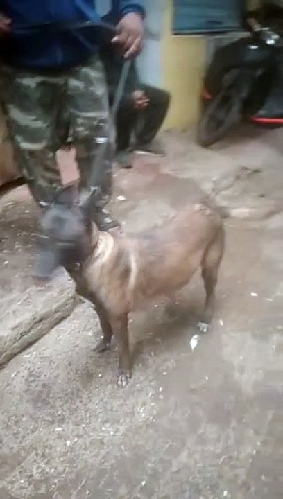 نباح الكلاب الشرسة. انها المالينوا