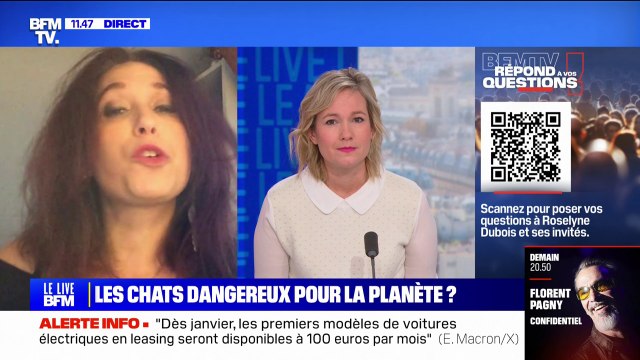 Les chats sont-ils une menace pour la planète? BFMTV répond à vos questions