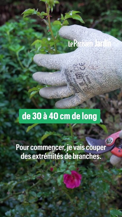 Comment bouturer un rosier ? Voici une méthode hyper simple en 5 étapes seulement !