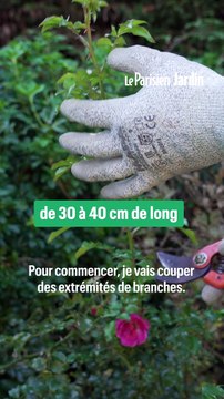 Comment bouturer un rosier ? Voici une méthode hyper simple en 5 étapes seulement !