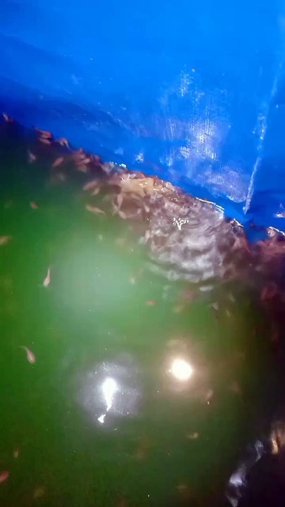 Pemberian pakan PASTA baiknya malam hari agar PASTA dipastikan dimakan oleh LARVA LELE
