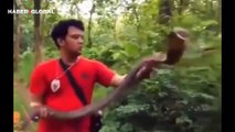 Ormanda devasa kral kobra ile karşılaşan adam, ona yaptıkları ile şoke etti! ''Kafa tokuşturdular''
