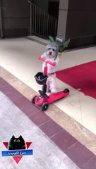 شاهد ماذا حدث لكلب الدليفري -مضحك جدا