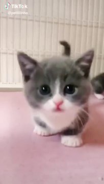 قطط صغيرة كيوت جميلة