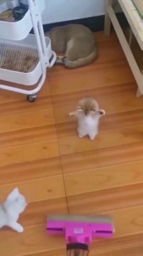 قطط كيوت - مضحكة وجميلة-قطط صغيرة