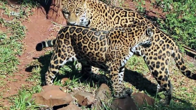 Relaciones Salvajes: Los Vínculos en el Reino Animal