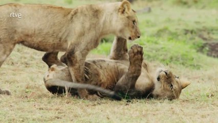 Juegos de animales, el ciclo de la vida