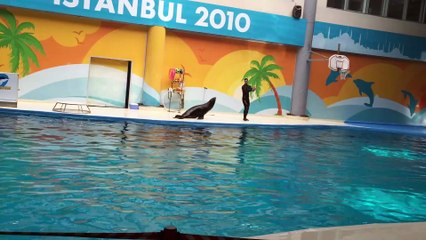 عروض الفقمة السوداء في السيرك الروسي اسطمبول 2016 بكامرتي ايفون6