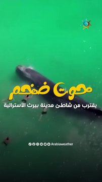 حول العالم | حوت ضخم يقترب من شاطئ مدينة بيرث الأسترالية