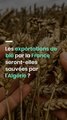 Les exportations de blé par la France seront-elles sauvées par l'Algérie ?