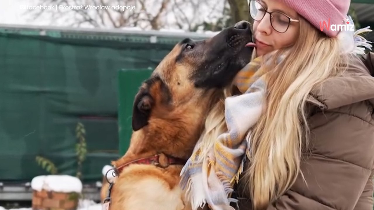 Zobacz rozczulająca radość owczarka belgijskiego, kiedy może na chwilę opuścić klatkę w schronisku (video)