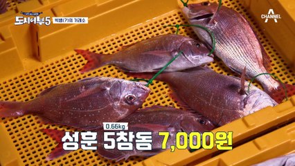 완도 마지막 거래소 오픈♨ 뼈가 굵은(?) 경규 참돔의 정체ㅋㅋ