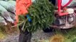 Teifi Trees reveal the labour-intensive process of growing the perfect Christmas tree