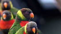 Two of the world's rarest parrot chicks hatch at Chester Zoo