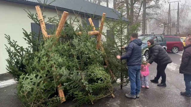 Gorlice - legalna choinka od gorlickich Lasów Państwowych