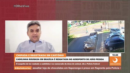 Cadelinha da raça Yorkshire roubada no DF é resgatada na PB e ex-namorado da dona é suspeito