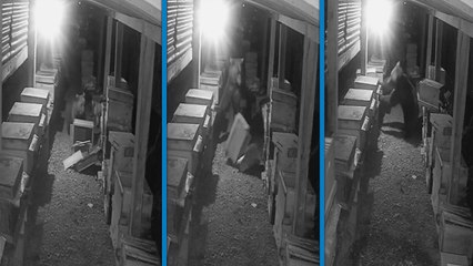 Bozayı ve yavrusunun arı kovanlarını parçaladığı anlar kamerada