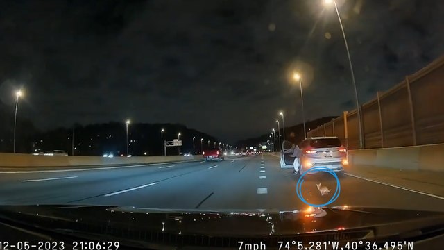 Course-poursuite entre un chihuahua et des automobilistes sur une autoroute à New York