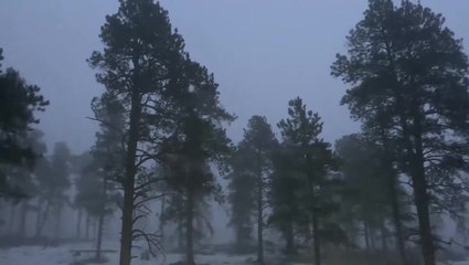 Freezing fog obscures forest amid wintry scene in Colorado