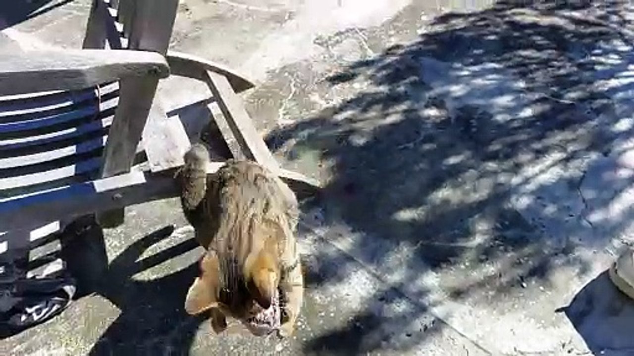 Tiger beim Sockenspiel