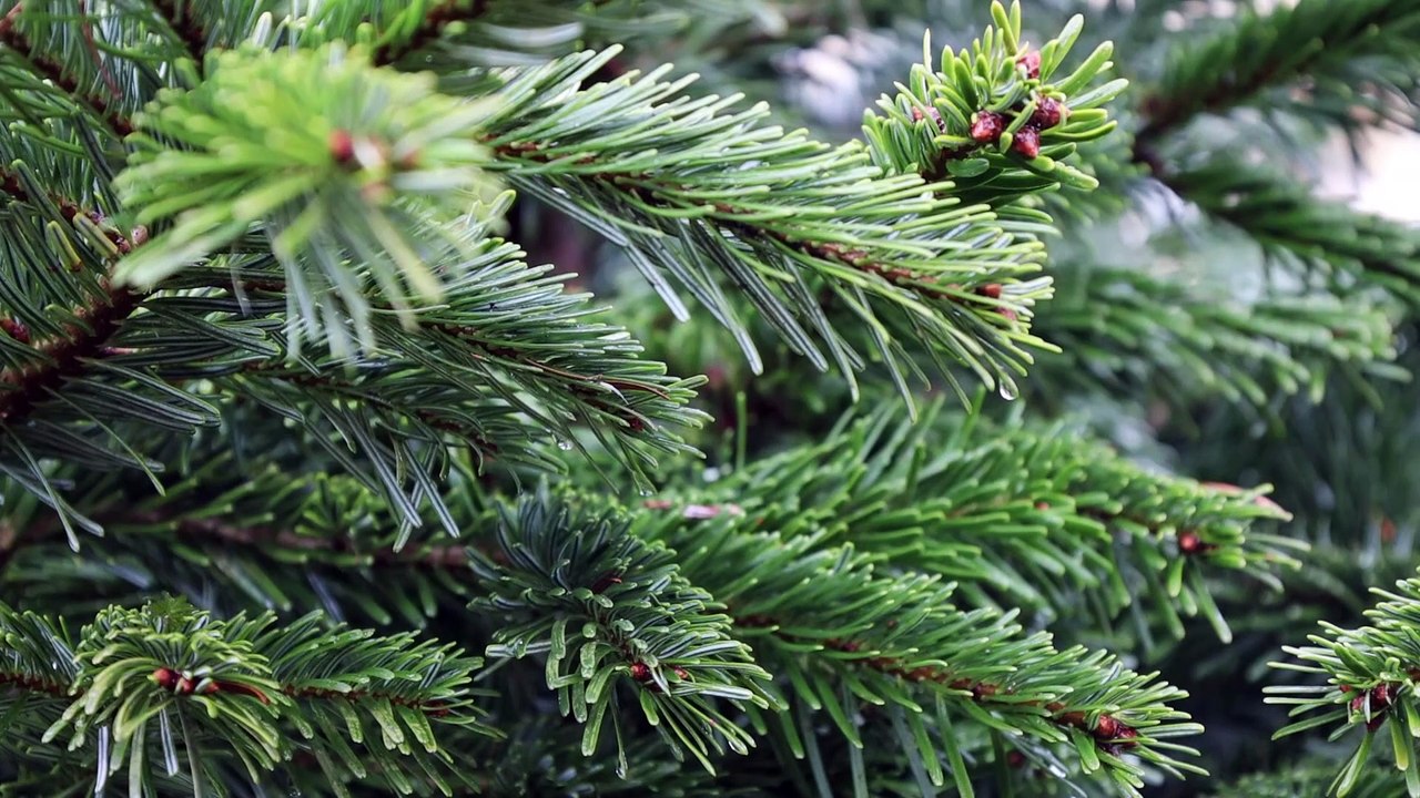 Tajemnice świątecznego świerka: Symbolem tradycji i magii
