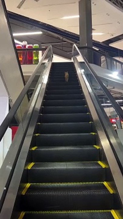 Cat Walks Wrong Way Up Escalator