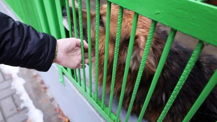 Zwierzę to nie prezent na święta. "Przytulisko" wstrzymuje adopcje