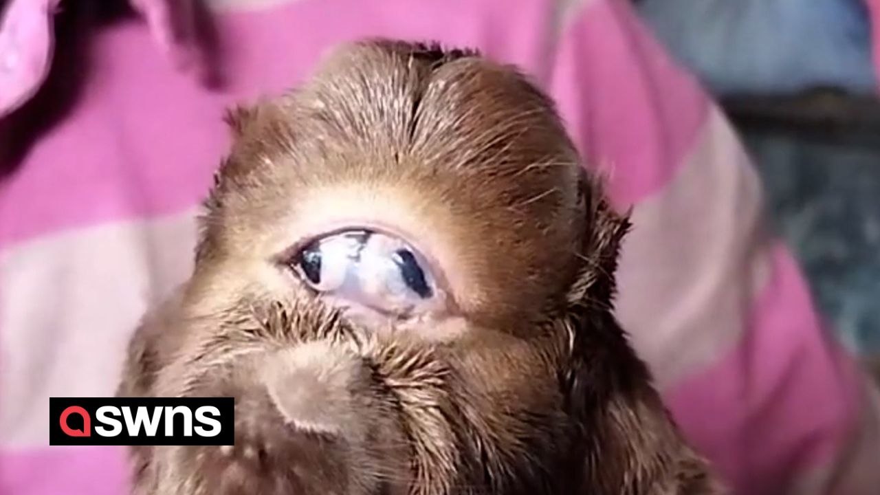 Goat born with its eyes fused together - so it has one big eye in the middle of its face